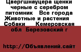 Цвергшнауцера щенки черные с серебром питомник - Все города Животные и растения » Собаки   . Кемеровская обл.,Березовский г.